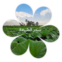 ❀ سحر الطبيعة ❀